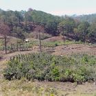 von Nha Trang nach Dalat - Raubbau an Fauna und Flora auch hier