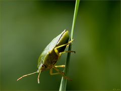 Von nun an geht's bergab...dachte die kleine Stinkwanze...