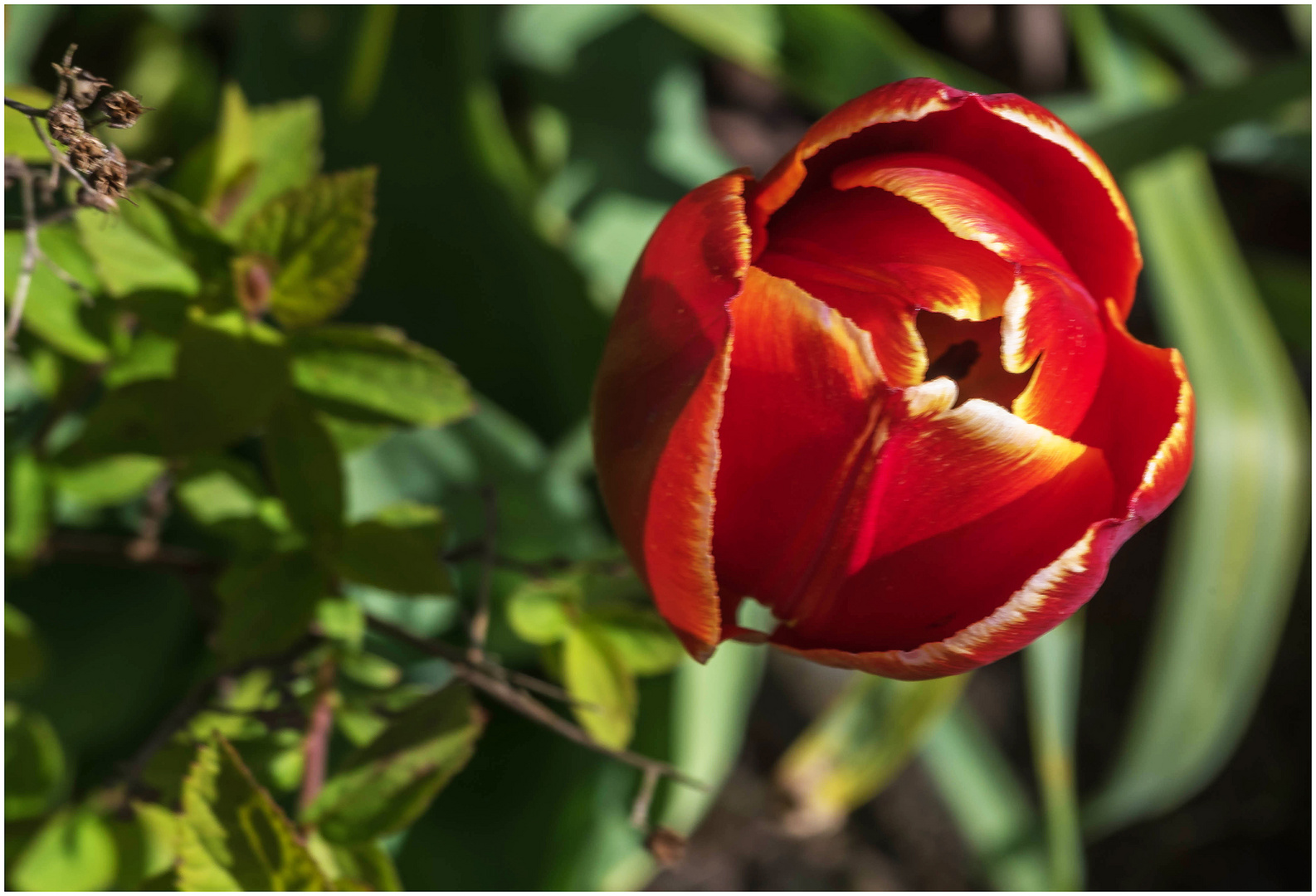 von oben Foto & Bild blumen und pflanzen Bilder auf