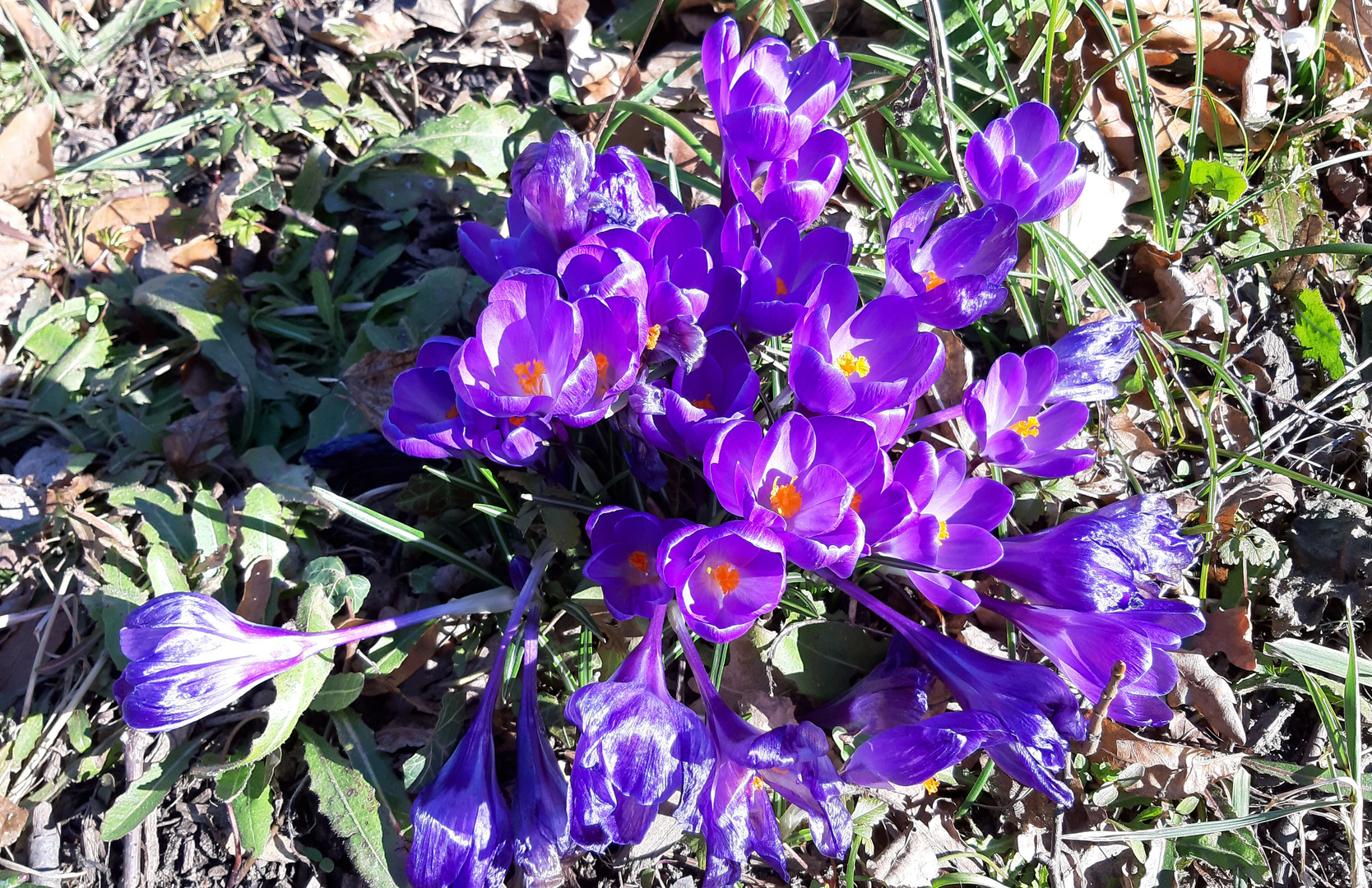 Von Oben geschaut auf das Mittwochsblümchen 