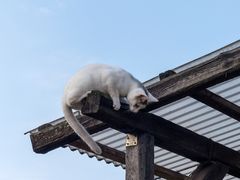 Von oben hat sie alles im Blick