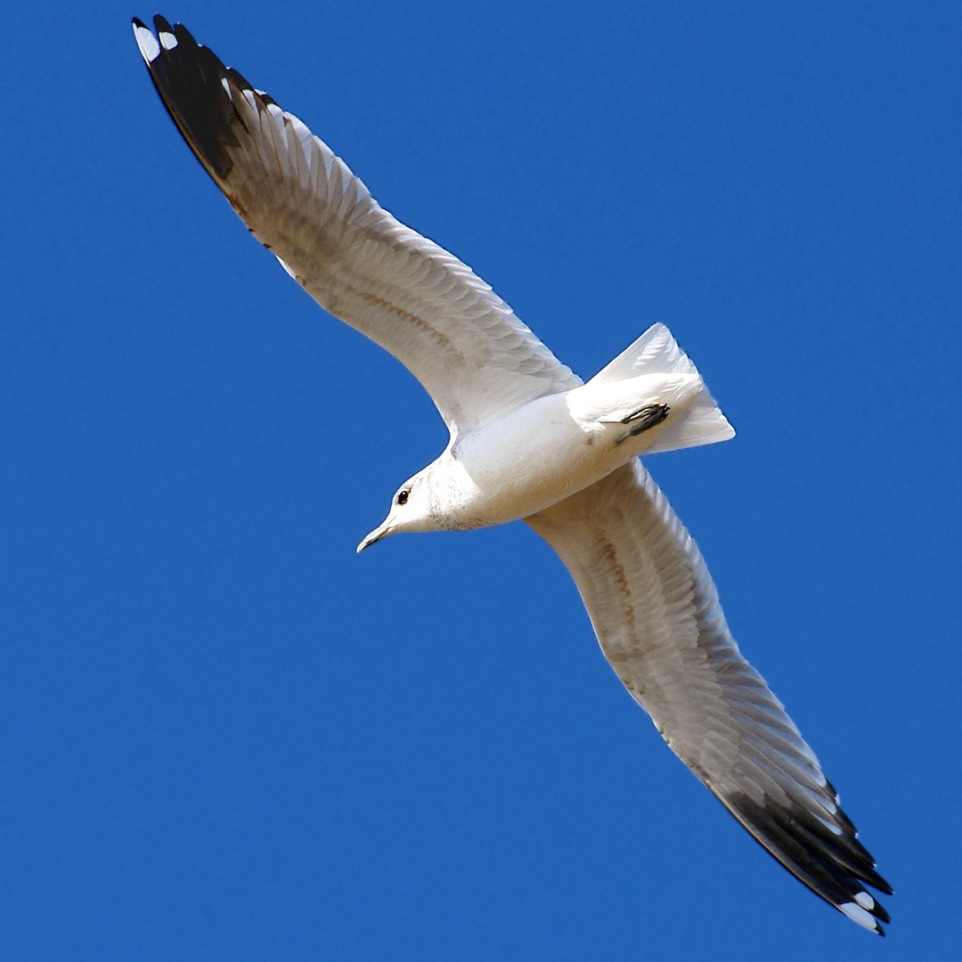 von oben herab Foto & Bild tiere, wildlife, wild lebende vögel Bilder
