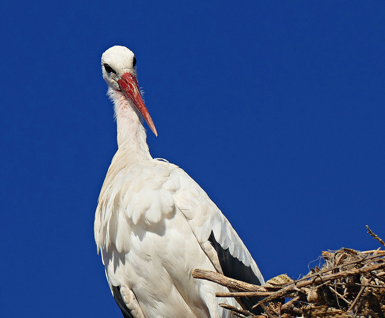 Von oben herab..... Foto & Bild tiere, wildlife, wild lebende vögel