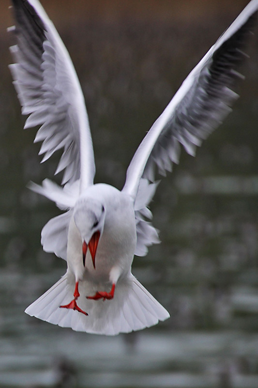 von oben herab........ Foto & Bild action, flügel, vogel Bilder auf