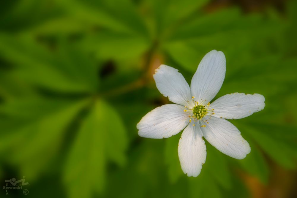 Von oben herab, aber nicht herablassend. Foto & Bild wald, frühling