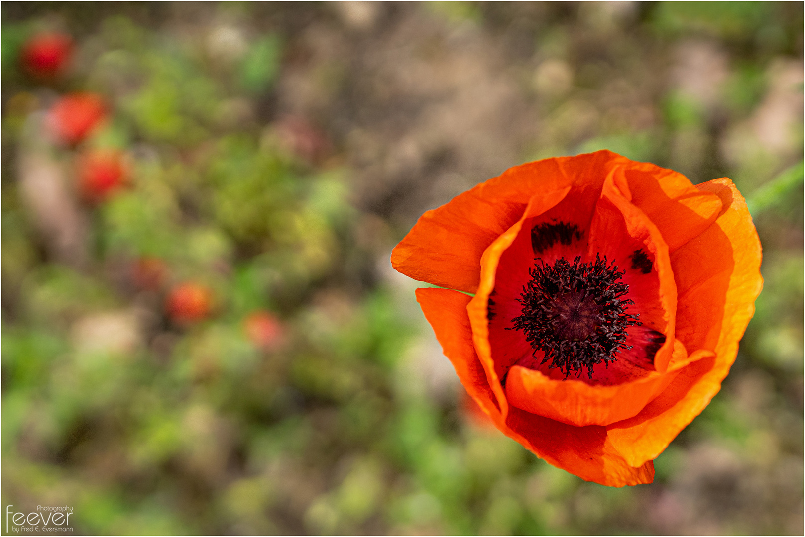 Von oben herab Foto & Bild pflanzen, pilze & flechten, blüten