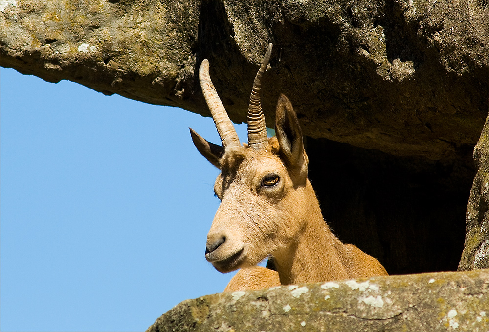 Von oben herab.... Foto & Bild tiere, zoo, wildpark & falknerei