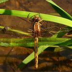 Von oben: Orthetrum cf. coerulescens