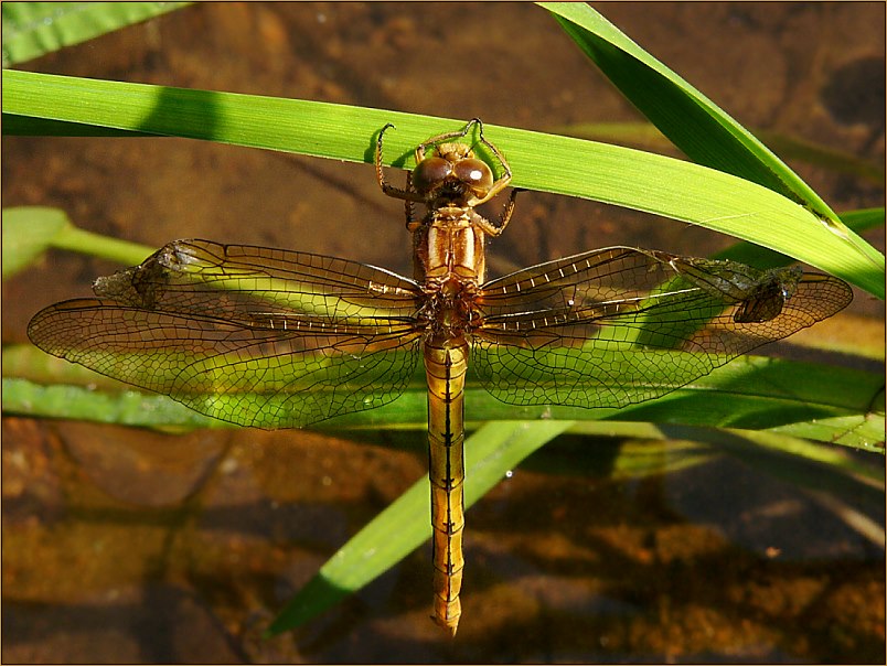 Von oben: Orthetrum cf. coerulescens