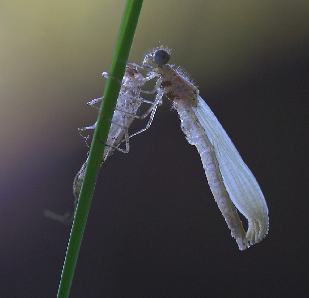 von Parasiten befallen