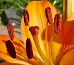 von Pollen und Stempel...