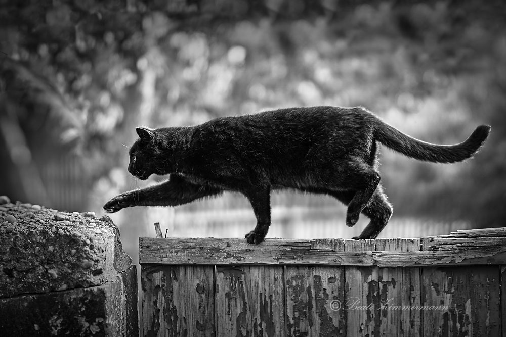 Schwarze Katze Von Links Nach Rechts Spruch DE Spruch