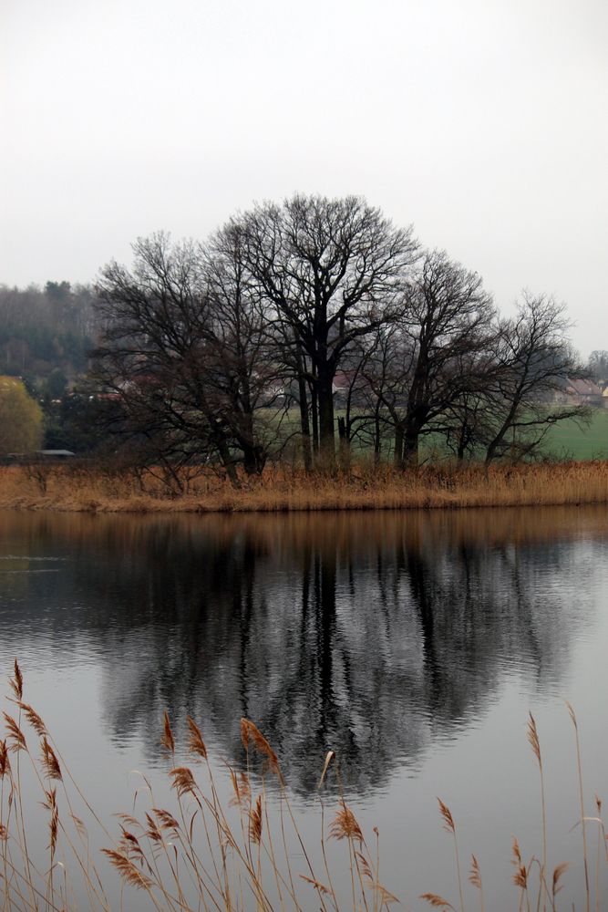 von Regen und Wind entlaubt