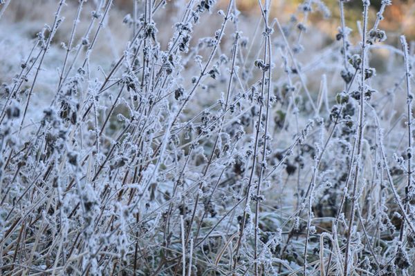 von Reif überzuckert....zartes Geäst.....
