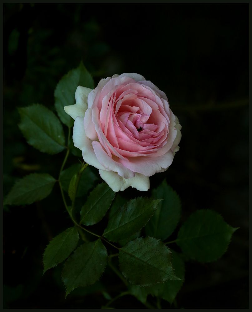 Von Rosen Foto Bild Pflanzen Pilze Flechten Bluten Kleinpflanzen Rosen Bilder Auf Fotocommunity