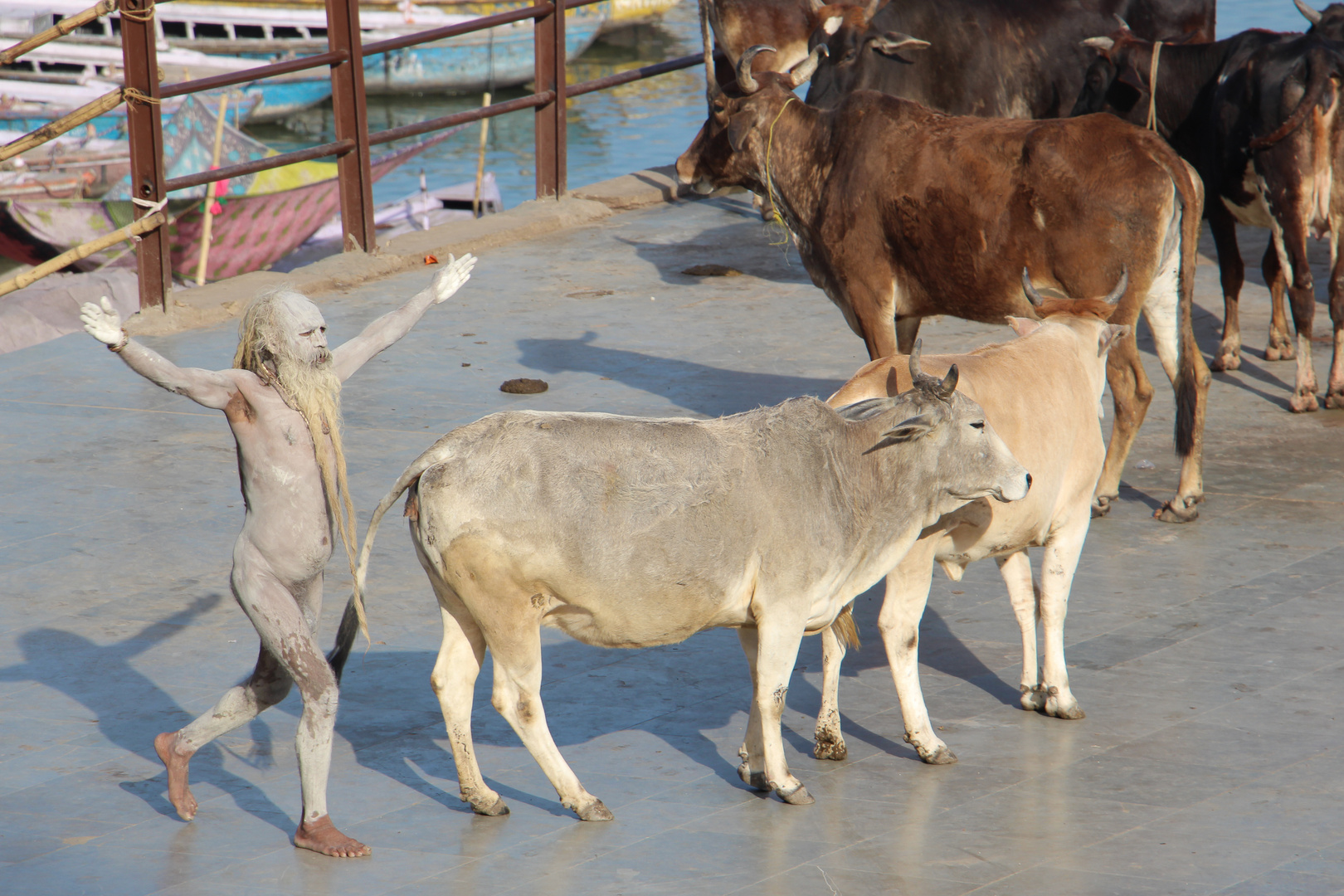 Von Sadhus und heiligen Kühen