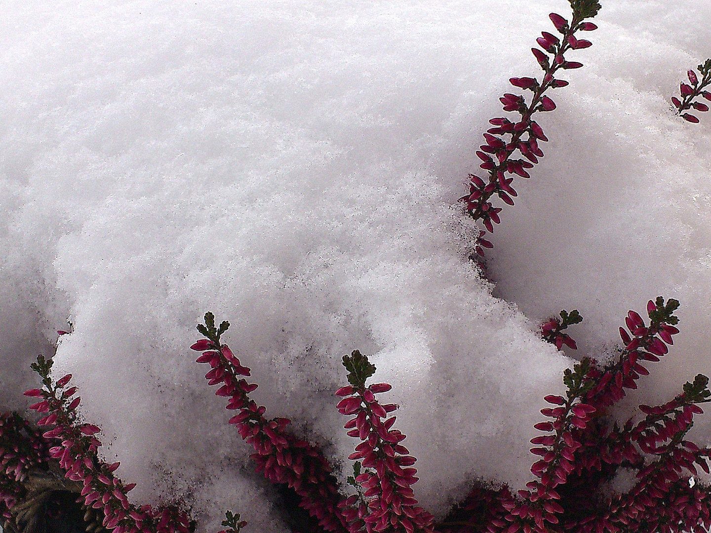 von Schnee bedeckt