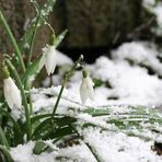 von Schnee überrascht