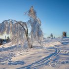 Von Schnee und Eis gebeugt