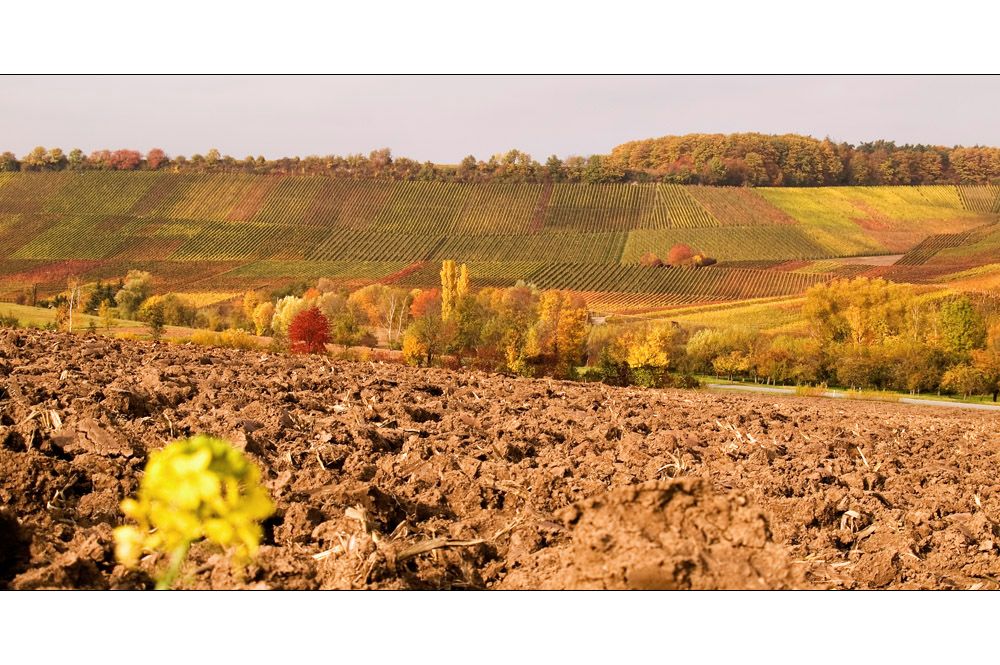 Von Schollen und Farbbüscheln