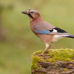 Von seiner schönsten Seite...