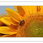 von Sonnenblumen und Bienen