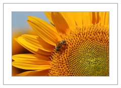 von Sonnenblumen und Bienen