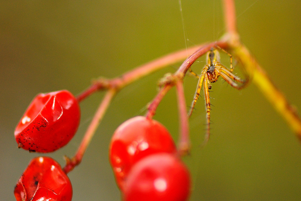 Von Spinnen und Beeren