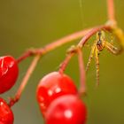 Von Spinnen und Beeren