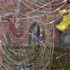 von Spinnen und Netzen -