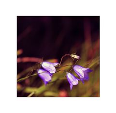 ... von starken Winden...