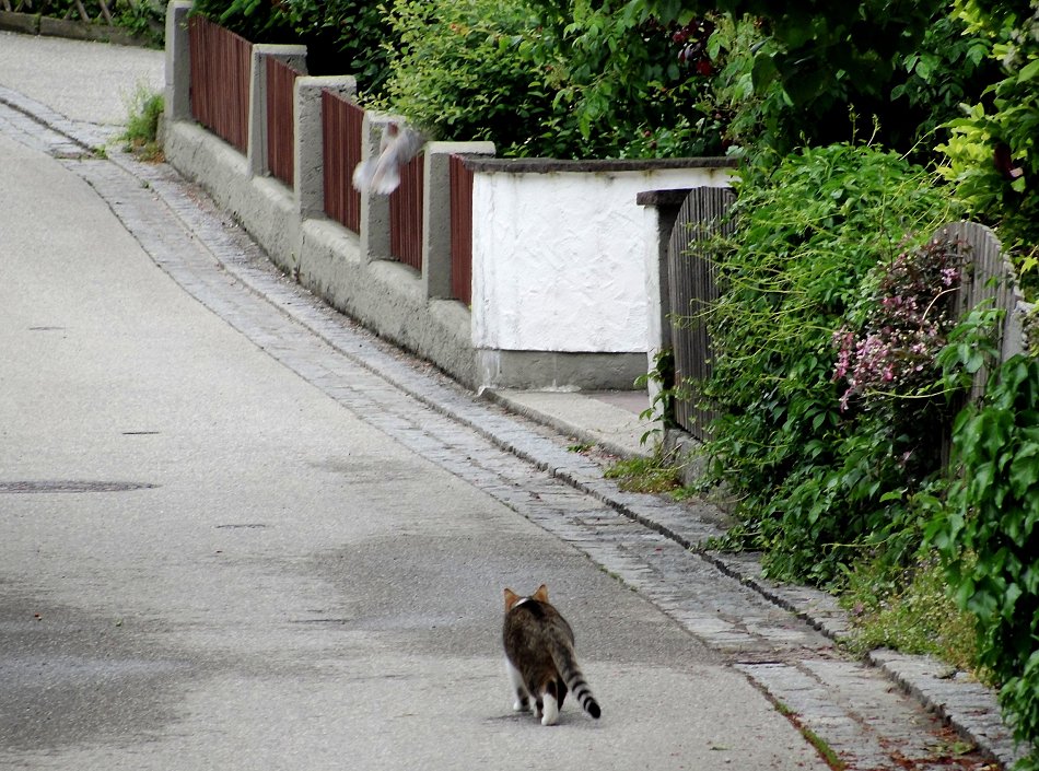 Von Tauben und Katzen