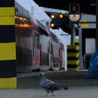 Von Tauben und Zugvögeln [Bahnraum Augsburg]