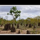 Von Tennant Creek nach Cairns 09