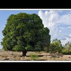 Von Tennant Creek nach Cairns 15