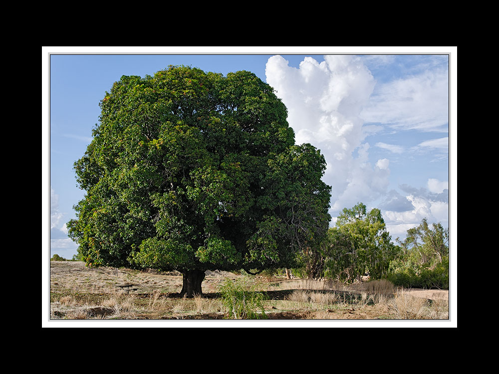 Von Tennant Creek nach Cairns 15