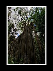 Von Tennant Creek nach Cairns 19