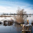 Von Tesperhude nach Lauenburg / Elbehochwasser