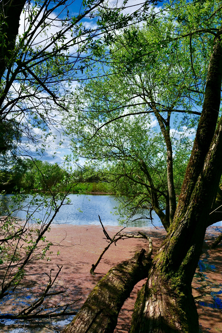 Von Tesperhude-Strand n. Lauenburg