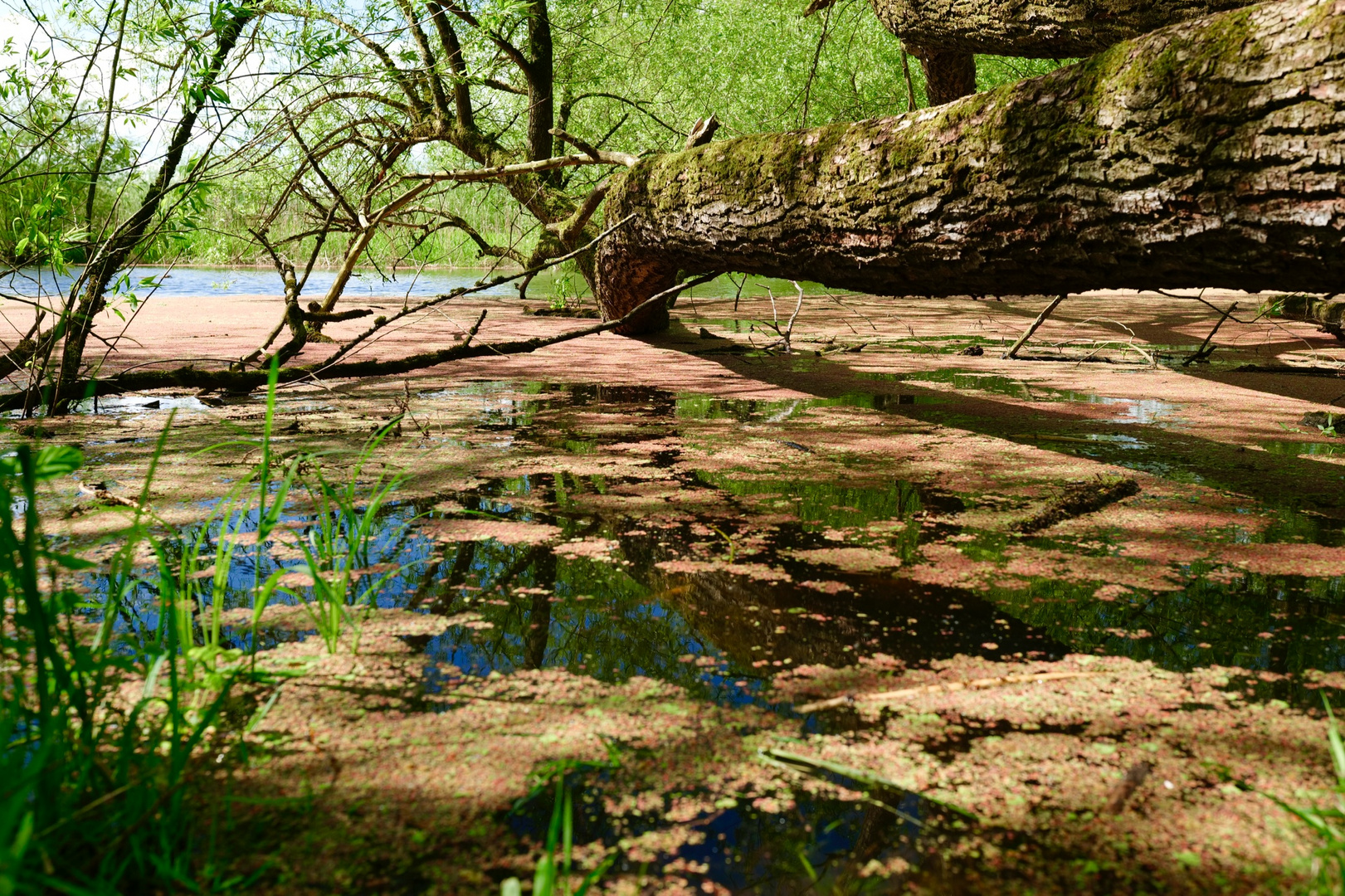 Von Tesperhude-Strand n. Lauenburg