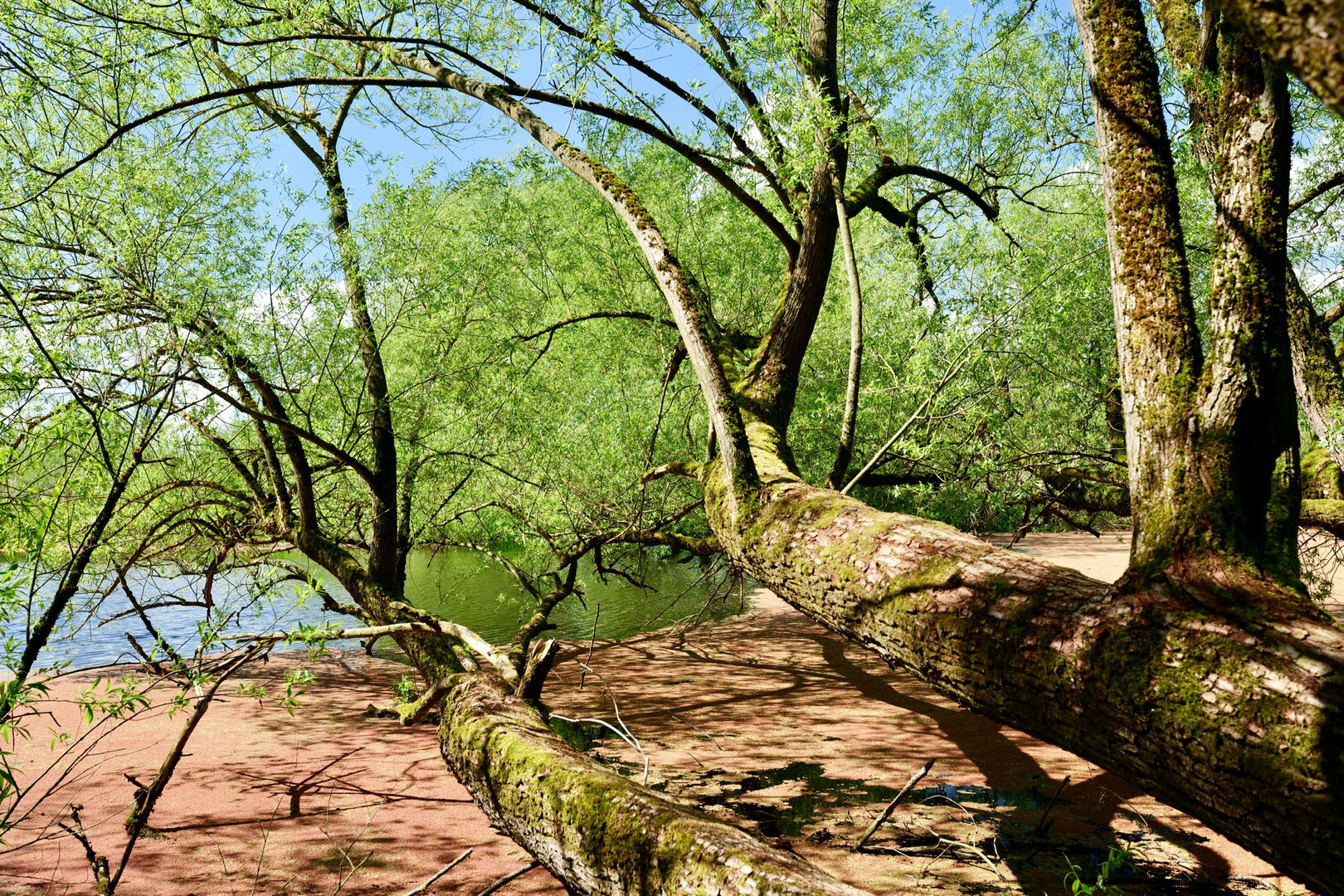 Von Tesperhude-Strand n. Lauenburg