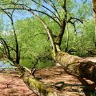 Von Tesperhude-Strand n. Lauenburg