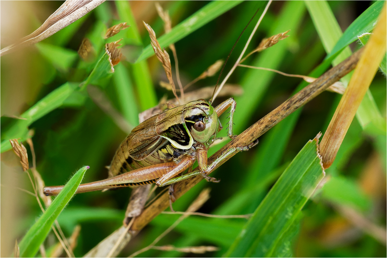 von tief unten im Gras  .....