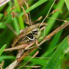 von tief unten im Gras  .....