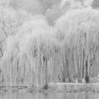 von Trauerweiden im Winter