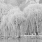 von Trauerweiden im Winter