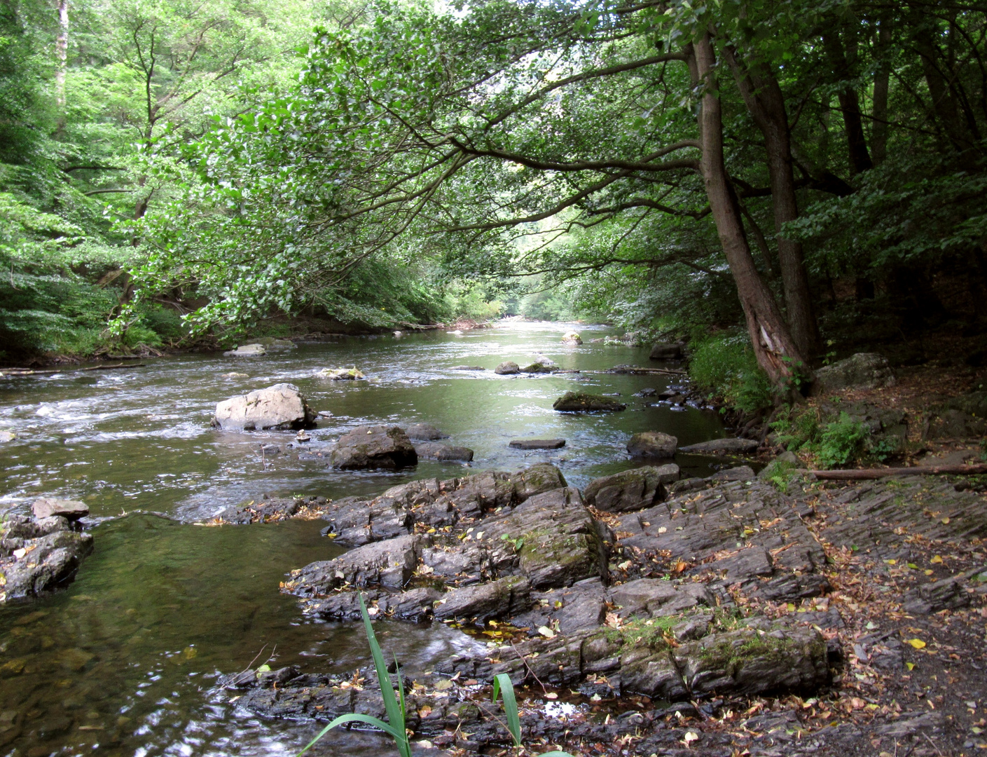 von Treseburg-Thale im Bodetal, NSG