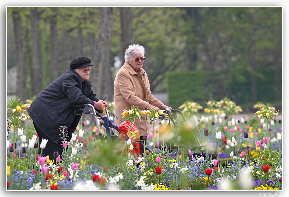 Von Tulpen,Vergissmeinnicht und Herbstzeitlosen