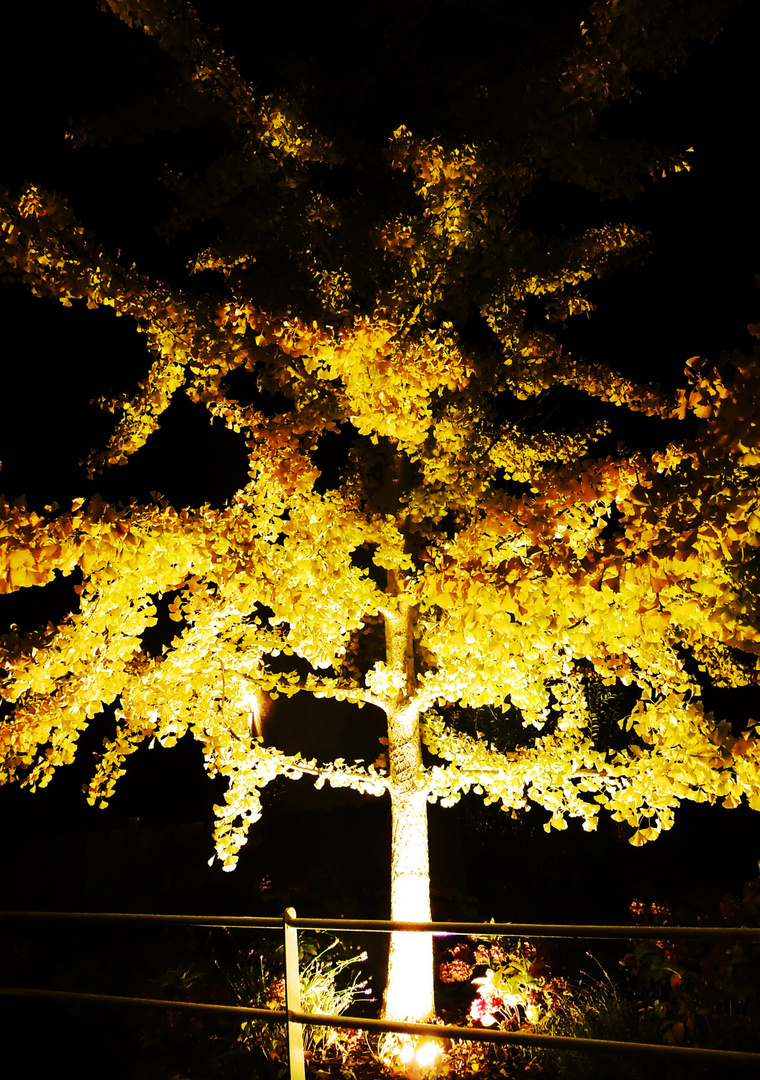 Von unten beleuchtet - der Baum des Wissens