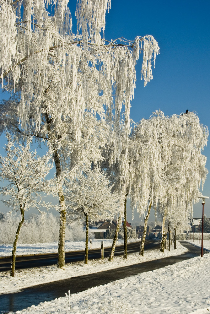 Von Väterchen Frost gepuderte Bäume